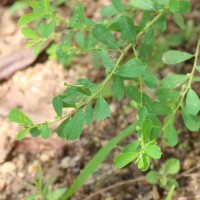 Phyllanthus maderaspatensis L.